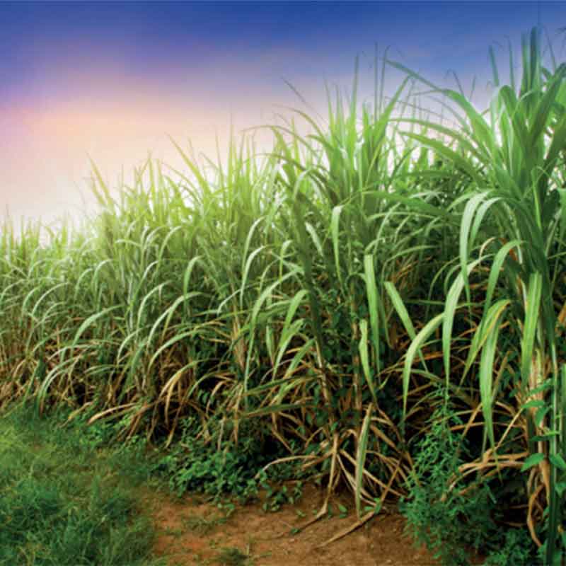 Sugarcane plants growing in a field